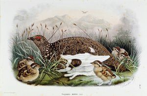 Darstellung des Rebhuhns (Lagopus mutus)