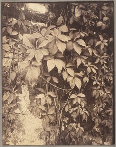 Wilder Wein von Eugène Atget