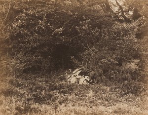 Ein Felsen im Wald