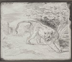 Ein gefangener Tiger von Eugène Delacroix