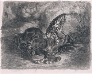 Wilder Hengst von einem Tiger niedergestreckt