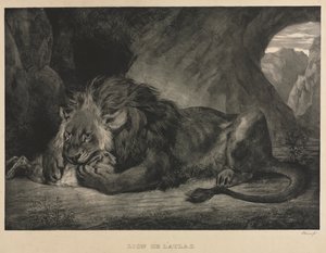 Löwe des Atlasgebirges