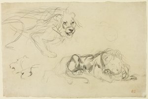 Studien von Löwen von Eugène Delacroix