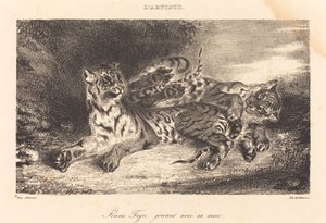 Junger Tiger spielt mit seiner Mutter (Jeune tigre jouant avec sa mère) von Eugène Delacroix