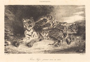 Junger Tiger spielt mit seiner Mutter