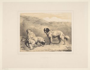 Drei Hunde