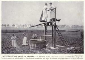 Der Radisanbau in Bayern von European Photographer