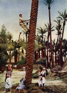 Palmenhaine von Elche von European Photographer