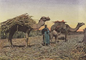 Zuckerrohrtransport bei Cheick Fadol von European Photographer