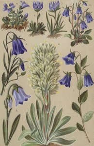 Alpine Flora von European School