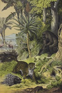 Tiere und Pflanzen von Äquatorialguinea von European School