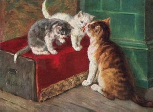 Katzenpostkarte