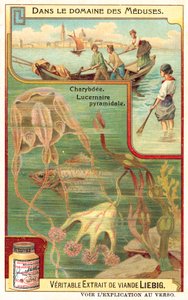 Charybdis und Pyramidal Lucernia von European School