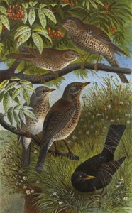 Deutsche Drosseln, Sing-, Mistel-, Wacholder- und Schwarzdrossel oder Amsel von European School