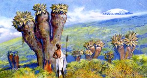 Riesen-Greiskraut, Kilimandscharo, Afrika von European School