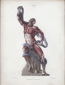 Illustration für Die Anatomie der äußeren Formen des Menschen: Laokoon von European School