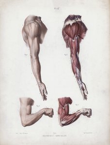 Illustration für Die Anatomie der äußeren Formen des Menschen: Männlicher Arm und Hände von European School
