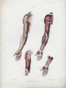 Illustration für Die Anatomie der äußeren Formen des Menschen: Männlicher Arm und Hände von European School