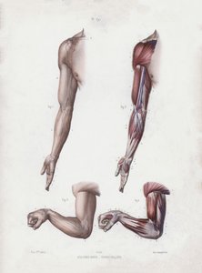 Illustration für Die Anatomie der äußeren Formen des Menschen: Männlicher Arm und Hände von European School