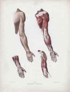 Illustration für Die Anatomie der äußeren Formen des Menschen: Männlicher Arm und Hände von European School