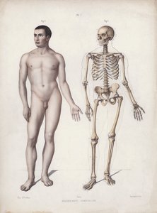 Illustration für Die Anatomie der äußeren Formen des Menschen: Stehender Mann von European School