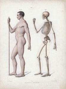 Illustration für Die Anatomie der äußeren Formen des Menschen: Mann stehend, Seitenansicht von European School