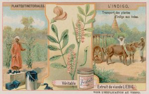 Indigo und sein Transport aus Indien von European School
