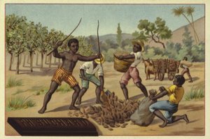 Laden von Kakaoschoten in Säcke, Afrika von European School