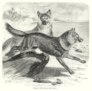Malaiischer Wildhund (Gravur) von European School