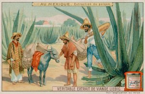 Mexikaner gewinnen Pulque aus einem Kaktus von European School