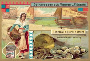 Muscheln und Austern