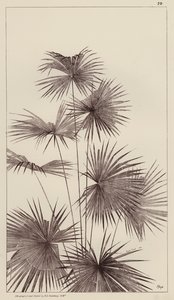 Palme