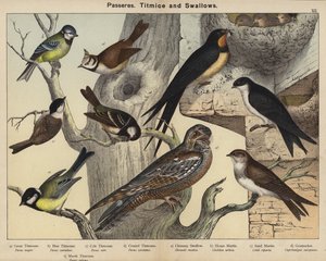 Sperlingsvögel, Meisen und Schwalben von European School