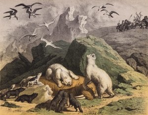 Eisbären in Nord-Sibirien, die sich an einem toten Walross laben von European School