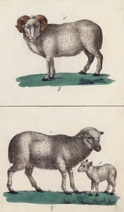 Widder, Schaf und Lamm
