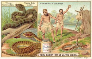 Kurzschwänzige Viper und Gemeine Todesotter
