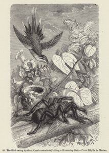 Die Vogelspinne (Mygale avicularia) tötet einen Kolibri von European School