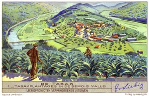 Tabakplantage im Semois-Tal, Belgien (Chromolithografie) von European School