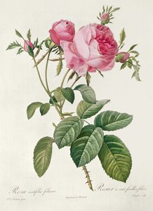Thory, die Rosen, Rosa Centifolia Foliaca von Eustache Hyacinthe Langlois