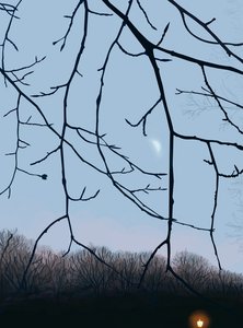 Äste, Morgendämmerung, Prospect Park von Evan Sklar