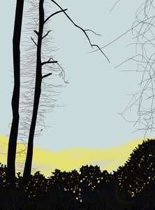Kardinal im Baum von Evan Sklar