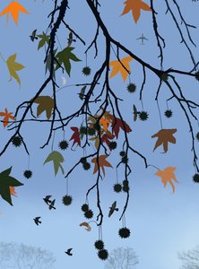 Gummibaum, Vögel und Mond, Brooklyn von Evan Sklar