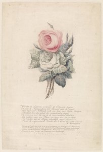 Rosen