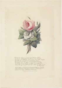 Rosen mit Silhouettenporträts von Willem I Frederik, König der Niederlande, Wilhelmina von Preußen, ihren Kindern, seiner Mutter und seiner Schwester