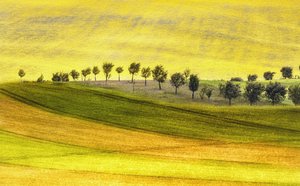 Hügel und Bäume von Ewa Całkosińska-Kajzer