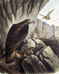 Adler mit ihren Jungen. Gravur nach einer Zeichnung von F. Padro. von F. (after) Padro