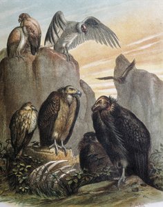 Stich nach einer Zeichnung von F. Padro von F. (after) Padro