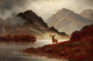 Hirsch in der Bucht