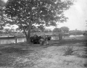Rinder, Alipore, Indien, 1905-1906