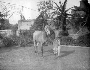 Mann mit einem Pferd, Alipore, Indien, 1905-1906 von F. L. Peters